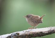 Zaunkoenig - Eurasian Wren  (Troglodytes troglodytes)